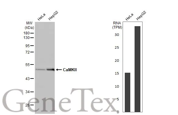 Various whole cell extracts (30 μg) were separated by 10% SDS-PAGE, and the membrane was blotted with CaMKII antibody [HL1831] (GTX637556) diluted at 1:1000. The HRP-conjugated anti-rabbit IgG antibody (GTX213110-01) was used to detect the primary antibody. Corresponding RNA expression data for the same cell lines are based on Human Protein Atlas program.