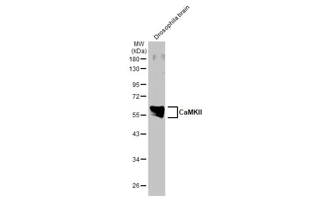 Drosophila tissue extract (50 μg) was separated by 10% SDS-PAGE, and the membrane was blotted with CaMKII antibody [HL1831] (GTX637556) diluted at 1:1000. The HRP-conjugated anti-rabbit IgG antibody (GTX213110-01) was used to detect the primary antibody.
