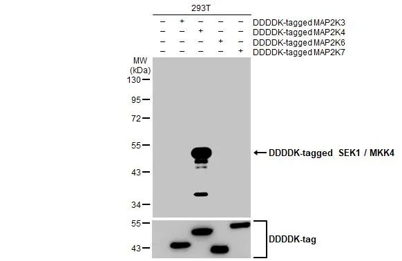 Non-transfected (–) and transfected (+) 293T whole cell extracts were separated by 10% SDS-PAGE, and the membrane was blotted with SEK1 / MKK4 antibody [HL1839] (GTX637564) diluted at 1:5000. The HRP-conjated anti-rabbit IgG antibody (GTX213110-01) was used to detect the primary antibody.