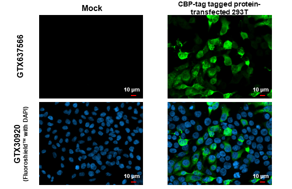 CBP tag antibody [HL1841]