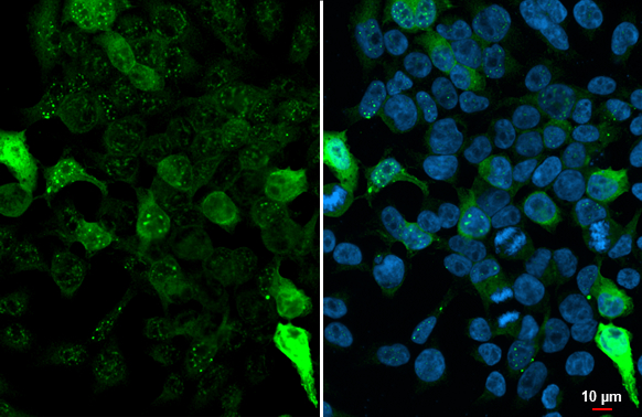 GFP antibody [HL1845]