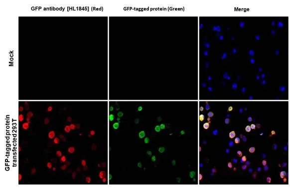 GFP antibody [HL1845]