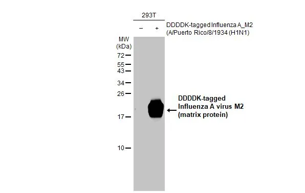 Anti-Influenza A virus M2 (matrix protein) antibody [HL1856