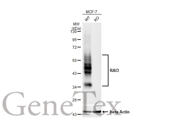 GPRC5A antibody [HL1864]