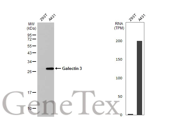 Various whole cell extracts (30 μg) were separated by 12% SDS-PAGE, and the membrane was blotted with Galectin 3 antibody [HL1878] (GTX637627) diluted at 1:1000. The HRP-conjugated anti-rabbit IgG antibody (GTX213110-01) was used to detect the primary antibody. Corresponding RNA expression data for the same cell lines are based on Human Protein Atlas program.