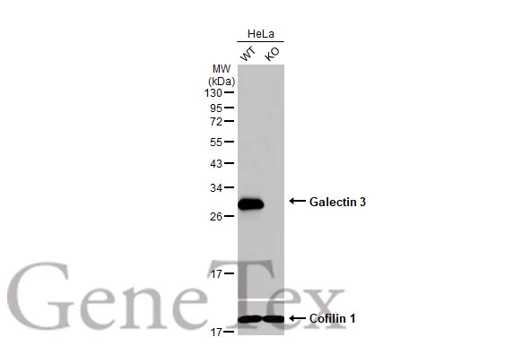 Wild-type (WT) and Galectin 3 knockout (KO) HeLa cell extracts (30 μg) were separated by 12% SDS-PAGE, and the membrane was blotted with Galectin 3 antibody [HL1878] (GTX637627) diluted at 1:1000. The HRP-conjugated anti-rabbit IgG antibody (GTX213110-01) was used to detect the primary antibody.