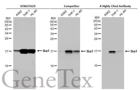Anti-Iba1 antibody [HL1880] (GTX637629) | GeneTex