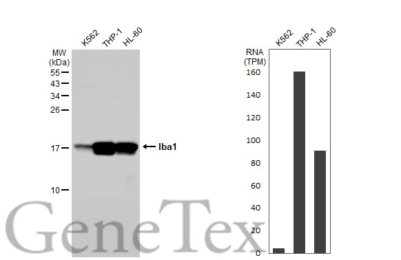 Anti-Iba1 antibody [HL1880] (GTX637629) | GeneTex