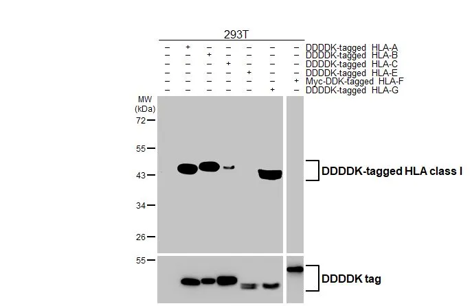 Non-transfected (–) and transfected (+) 293T whole cell extracts (30 μg) were separated by 10% SDS-PAGE, and the membrane was blotted with HLA class I antibody [HL1882] (GTX637631) diluted at 1:5000. The HRP-conjugated anti-rabbit IgG antibody (GTX213110-01) was used to detect the primary antibody.