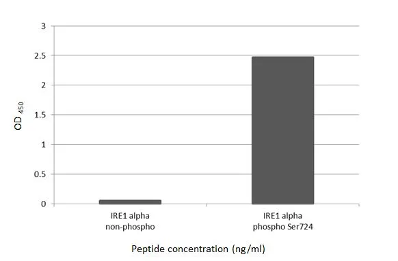 Specificity test was performed by coating the plate with recombinant IRE1 alpha peptide and IRE1 alpha (phospho Ser724) peptide (15.63 ng/mL). Coated protein was probed with IRE1 alpha (phospho Ser724) antibody [HL1885] (GTX637634) (1 μg/mL). Goat anti-rabbit IgG antibody (HRP) (GTX213110-01) (1:10000) was used to detect the bound primary antibody.