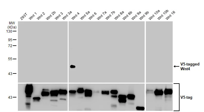 Non-transfected (–) and transfected (+) 293T whole cell extracts were separated by 10% SDS-PAGE, and the membrane was blotted with Wnt4 antibody [HL1889] (GTX637638) diluted at 1:5000. The HRP-conjugated anti-rabbit IgG antibody (GTX213110-01) was used to detect the primary antibody, and the signal was developed with Trident ECL plus-Enhanced.