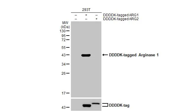 Non-transfected (–) and transfected (+) 293T whole cell extracts (30 μg) were separated by 12% SDS-PAGE, and the membrane was blotted with Arginase 1 antibody [HL1891] (GTX637640) diluted at 1:2500. The HRP-conjugated anti-rabbit IgG antibody (GTX213110-01) was used to detect the primary antibody.