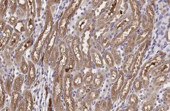 CD34 antibody [HL1895]
