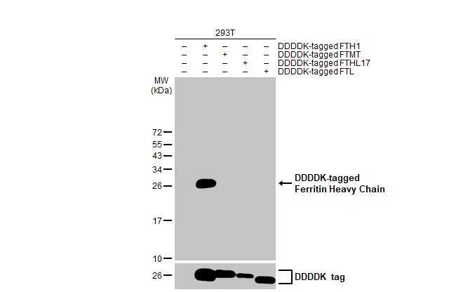 Non-transfected (–) and transfected (+) 293T whole cell extracts were separated by 15% SDS-PAGE, and the membrane was blotted with Ferritin Heavy Chain antibody [HL1905] (GTX637654) diluted at 1:5000. The HRP-conjugated anti-rabbit IgG antibody (GTX213110-01) was used to detect the primary antibody.