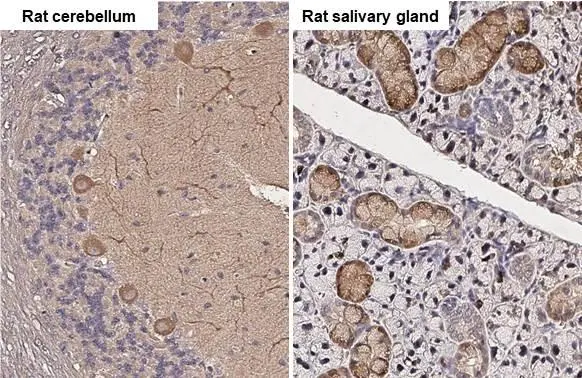 Wnt3a antibody [HL1911] detects Wnt3a protein by immunohistochemical analysis. Sample: Paraffin-embedded rat tissues. Wnt3a stained by Wnt3a antibody [HL1911] (GTX637660) diluted at 1:200. Antigen Retrieval: Citrate buffer, pH 6.0, 15 min