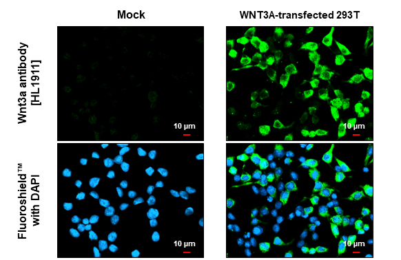 Wnt3a antibody [HL1911] detects Wnt3a protein by immunofluorescent analysis. Sample: Mock and transfected 293T cells were fixed in ice-cold MeOH for 5 min. Green: Wnt3a stained by Wnt3a antibody [HL1911] (GTX637660) diluted at 1:500. Blue: Fluoroshield with DAPI (GTX30920). Scale bar= 10μm.