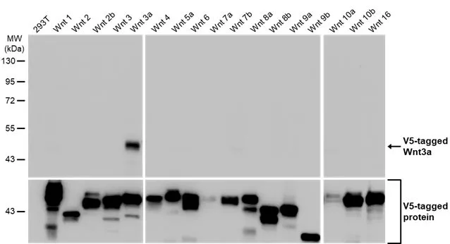 Non-transfected (–) and transfected (+) 293T whole cell extracts were separated by 10% SDS-PAGE, and the membrane was blotted with Wnt3a antibody [HL1911] (GTX637660) diluted at 1:5000. The HRP-conjugated anti-rabbit IgG antibody (GTX213110-01) was used to detect the primary antibody.