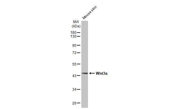 Mouse tissue extract (50 μg) was separated by 10% SDS-PAGE, and the membrane was blotted with Wnt3a antibody [HL1911] (GTX637660) diluted at 1:1000. The HRP-conjugated anti-rabbit IgG antibody (GTX213110-01) was used to detect the primary antibody.