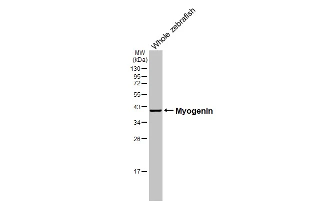Anti-Myogenin antibody [HL1913] (GTX637662) | GeneTex