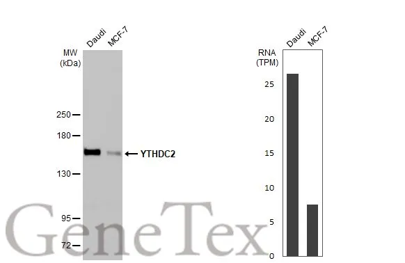 Various whole cell extracts (30 μg) were separated by 5% SDS-PAGE, and the membrane was blotted with YTHDC2 antibody [HL1916] (GTX637665) diluted at 1:1000. The HRP-conjugated anti-rabbit IgG antibody (GTX213110-01) was used to detect the primary antibody. Corresponding RNA expression data for the same cell lines are based on Human Protein Atlas program.