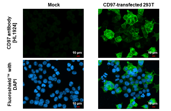 CD97 antibody [HL1924] detects CD97 protein by immunofluorescent analysis. Sample: Mock and transfected 293T cells were fixed in MeOH. Green: CD97 stained by CD97 antibody [HL1924] (GTX637673) diluted at 1:500. Blue: Fluoroshield with DAPI (GTX30920).