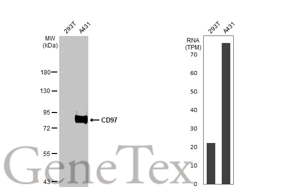 Various whole cell extracts (30 μg) were separated by 7.5% SDS-PAGE, and the membrane was blotted with CD97 antibody [HL1924] (GTX637673) diluted at 1:500. The HRP-conjugated anti-rabbit IgG antibody (GTX213110-01) was used to detect the primary antibody. Corresponding RNA expression data for the same cell lines are based on Human Protein Atlas program.