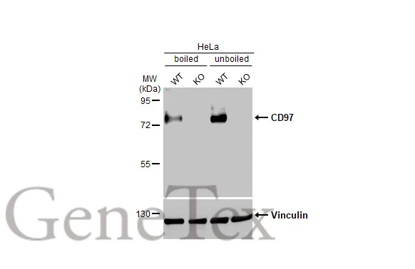 Boiled and unboiled wild-type (WT) and ADGRE5 knockout (KO) HeLa cell extracts (30 μg) were separated by 7.5% SDS-PAGE, and the membrane was blotted with CD97 antibody [HL1924] (GTX637673) diluted at 1:1000. The HRP-conjugated anti-rabbit IgG antibody (GTX213110-01) was used to detect the primary antibody.
