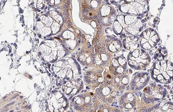CD97 antibody [HL1925]