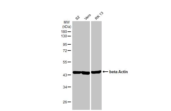 Various whole cell extracts (30 μg) were separated by 10% SDS-PAGE, and the membranes were blotted with beta Actin antibody [HL1926] (GTX637675) diluted at 1:10000. The HRP-conjugated anti-rabbit IgG antibody (GTX213110-01) was used to detect the primary antibody.