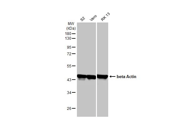Various whole cell extracts (30 μg) were separated by 10% SDS-PAGE, and the membrane was blotted with beta Actin antibody [HL1927] (GTX637676) diluted at 1:10000. The HRP-conjugated anti-rabbit IgG antibody (GTX213110-01) was used to detect the primary antibody.