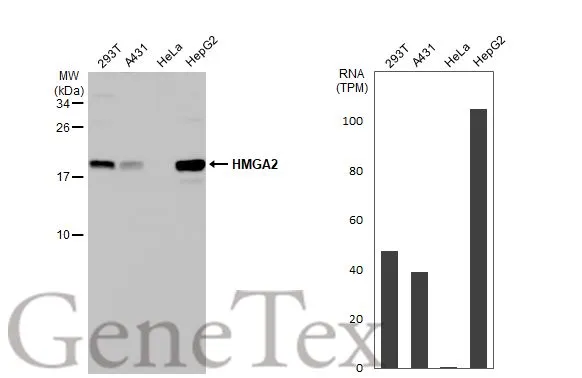 Various whole cell extracts (30 μg) were separated by 15% SDS-PAGE, and the membrane was blotted with HMGA2 antibody [HL1936] (GTX637773) diluted at 1:500. The HRP-conjugated anti-rabbit IgG antibody (GTX213110-01) was used to detect the primary antibody. Corresponding RNA expression data for the same cell lines are based on Human Protein Atlas program.