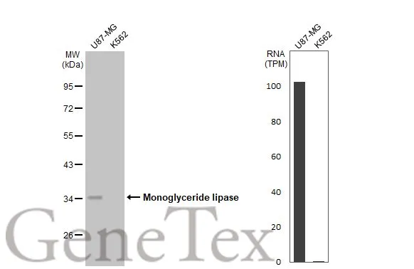 Various whole cell extracts (30 μg) were separated by 10% SDS-PAGE, and the membrane was blotted with Monoglyceride lipase antibody [HL1938] (GTX637775) diluted at 1:1000. The HRP-conjugated anti-rabbit IgG antibody (GTX213110-01) was used to detect the primary antibody. Corresponding RNA expression data for the same cell lines are based on Human Protein Atlas program.