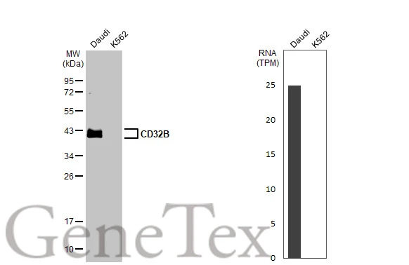 Various whole cell extracts (30 μg) were separated by 12% SDS-PAGE, and the membrane was blotted with CD32B antibody [HL1950] (GTX637787) diluted at 1:2000. The HRP-conjugated anti-rabbit IgG antibody (GTX213110-01) was used to detect the primary antibody, and the signal was developed with Trident ECL plus-Enhanced. Corresponding RNA expression data for the same cell lines are based on Human Protein Atlas program.