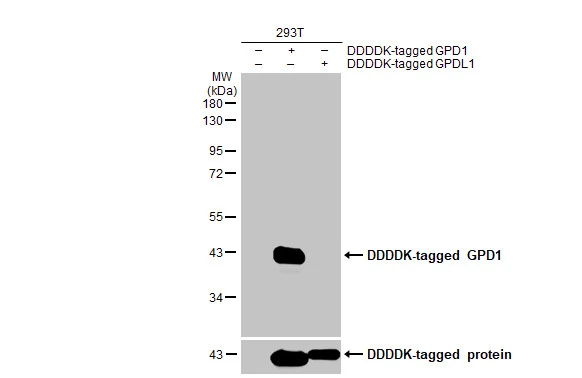 Non-transfected (–) and transfected (+) 293T whole cell extracts (30 μg) were separated by 10% SDS-PAGE, and the membrane was blotted with GPD1 antibody [HL1959] (GTX637796) diluted at 1:5000. The HRP-conjugated anti-rabbit IgG antibody (GTX213110-01) was used to detect the primary antibody.