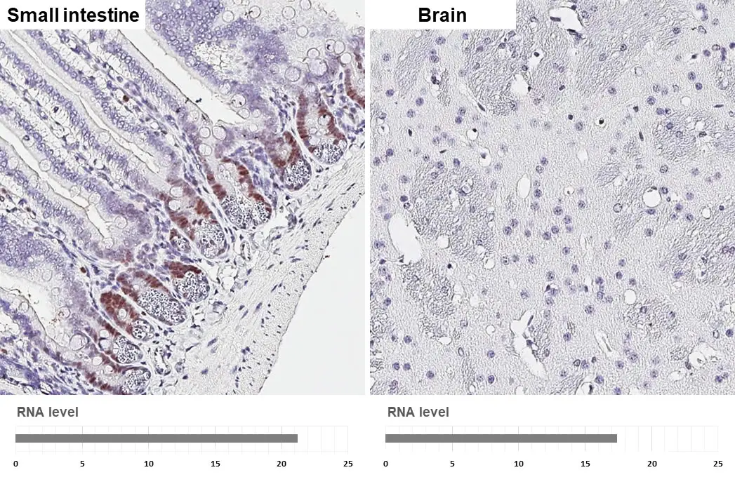 PCNA antibody [HL1965] detects PCNA protein by immunohistochemical analysis. Sample: Paraffin-embedded mouse tissues. PCNA stained by PCNA antibody [HL1965] (GTX637858) diluted at 1:400000. Antigen Retrieval: Citrate buffer, pH 6.0, 15 min