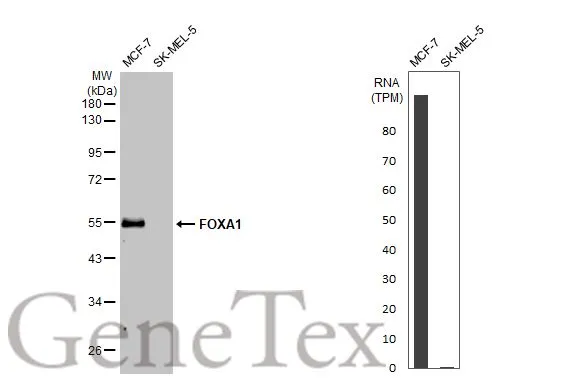 Various whole cell extracts (30 μg) were separated by 10% SDS-PAGE, and the membrane was blotted with FOXA1 antibody [HL1974] (GTX637867) diluted at 1:1000. The HRP-conjugated anti-rabbit IgG antibody (GTX213110-01) was used to detect the primary antibody, and the signal was developed with Trident ECL plus-Enhanced. Corresponding RNA expression data for the same cell lines are based on Human Protein Atlas program.