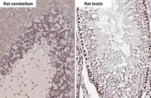 ELAVL2 antibody [HL1978] detects ELAVL2 protein at nucleus by immunohistochemical analysis. Sample: Paraffin-embedded rat tissues. ELAVL2 stained by ELAVL2 antibody [HL1978] (GTX637871) diluted at 1:100. Antigen Retrieval: Citrate buffer, pH 6.0, 15 min