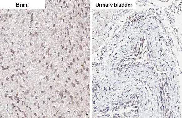 ELAVL2 antibody [HL1978] detects ELAVL2 protein at nucleus by immunohistochemical analysis. Sample: Paraffin-embedded mouse tissues. ELAVL2 stained by ELAVL2 antibody [HL1978] (GTX637871) diluted at 1:100. Antigen Retrieval: Citrate buffer, pH 6.0, 15 min