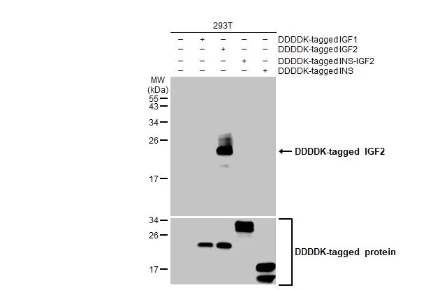 Non-transfected (–) and transfected (+) 293T whole cell extracts (30 μg) were separated by 15% SDS-PAGE, and the membrane was blotted with IGF2 antibody [HL1979] (GTX637872) diluted at 1:5000. The HRP-conjugated anti-rabbit IgG antibody (GTX213110-01) was used to detect the primary antibody.