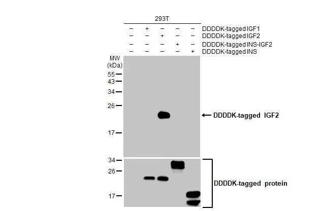 Non-transfected (–) and transfected (+) 293T whole cell extracts (30 μg) were separated by 15% SDS-PAGE, and the membrane was blotted with IGF2 antibody [HL1982] (GTX637875) diluted at 1:5000. The HRP-conjugated anti-rabbit IgG antibody (GTX213110-01) was used to detect the primary antibody.