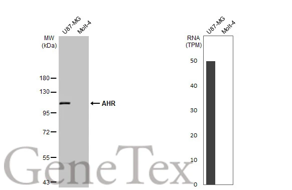 Various whole cell extracts (30 μg) were separated by 7.5% SDS-PAGE, and the membrane was blotted with AHR antibody [HL1983] (GTX637884) diluted at 1:1000. The HRP-conjugated anti-rabbit IgG antibody (GTX213110-01) was used to detect the primary antibody, and the signal was developed with Trident ECL plus-Enhanced. Corresponding RNA expression data for the same cell lines are based on Human Protein Atlas program.