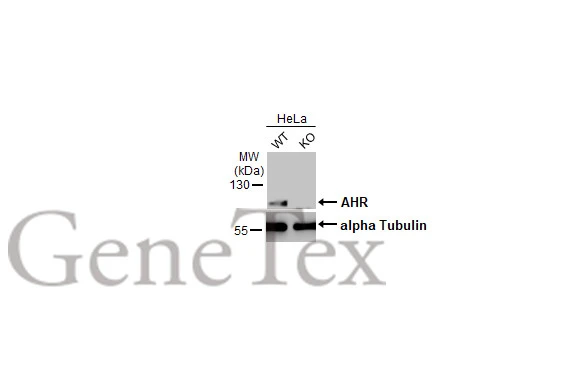 Wild-type (WT) and AHR knockout (KO) HeLa cell extracts (30 μg) were separated by 7.5% SDS-PAGE, and the membrane was blotted with AHR antibody [HL1983] (GTX637884) diluted at 1:500. The HRP-conjugated anti-rabbit IgG antibody (GTX213110-01) was used to detect the primary antibody.