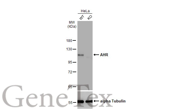 Wild-type (WT) and AHR knockout (KO) HeLa cell extracts (30 μg) were separated by 7.5% SDS-PAGE, and the membrane was blotted with AHR antibody [HL1984] (GTX637885) diluted at 1:1000. The HRP-conjugated anti-rabbit IgG antibody (GTX213110-01) was used to detect the primary antibody.