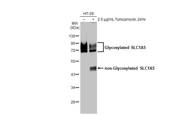 Untreated (–) and treated (+) HT-29 whole cell extract (30 μg) were separated by 10% SDS-PAGE, and the membrane was blotted with SLC1A5 antibody [HL1988] (GTX637889) diluted at 1:2000. The HRP-conjugated anti-rabbit IgG antibody (GTX213110-01) was used to detect the primary antibody.