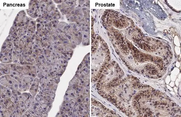 SLC1A5 antibody [HL1988] detects SLC1A5 protein at cell membrane by immunohistochemical analysis. Sample: Paraffin-embedded mouse tissues. SLC1A5 stained by SLC1A5 antibody [HL1988] (GTX637889) diluted at 1:100. Antigen Retrieval: Citrate buffer, pH 6.0, 15 min