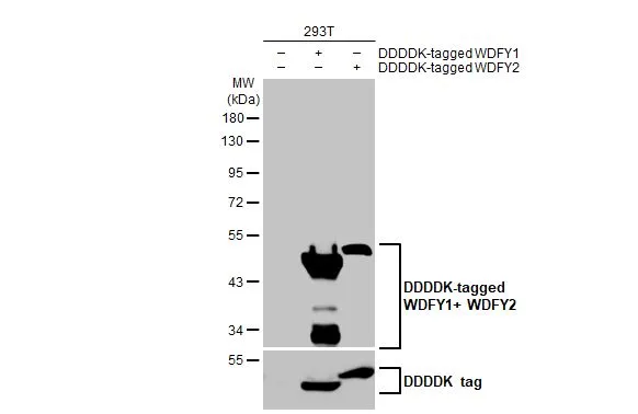 Non-transfected (–) and transfected (+) 293T whole cell extracts (30 μg) were separated by 10% SDS-PAGE, and the membrane was blotted with WDFY1+WDFY2 antibody [HL1989] (GTX637890) diluted at 1:5000. The HRP-conjugated anti-rabbit IgG antibody (GTX213110-01) was used to detect the primary antibody.