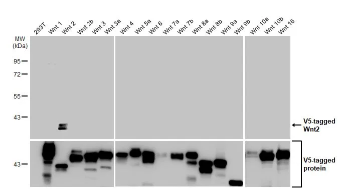 Non-transfected (–) and transfected (+) 293T whole cell extracts (30 μg) were separated by 10% SDS-PAGE, and the membrane was blotted with Wnt2 antibody [HL1999] (GTX637900) diluted at 1:15000. The HRP-conjugated anti-rabbit IgG antibody (GTX213110-01) was used to detect the primary antibody.