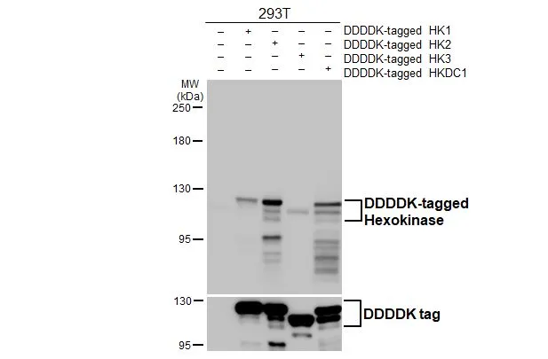 Non-transfected (–) and transfected (+) 293T whole cell extracts were separated by 5% SDS-PAGE, and the membrane was blotted with Hexokinase antibody [HL2000] (GTX637901) diluted at 1:25000. The HRP-conjugated anti-rabbit IgG antibody (GTX213110-01) was used to detect the primary antibody.