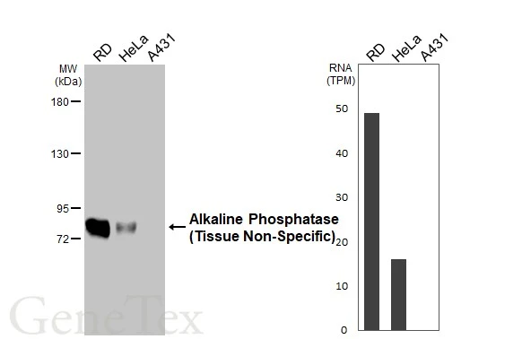 Various whole cell extracts (30 μg) were separated by 5% SDS-PAGE, and the membrane was blotted with Alkaline Phosphatase (Tissue Non-Specific) antibody [HL2003] (GTX637904) diluted at 1:500. The HRP-conjugated anti-rabbit IgG antibody (GTX213110-01) was used to detect the primary antibody. Corresponding RNA expression data for the same cell lines are based on Human Protein Atlas program.