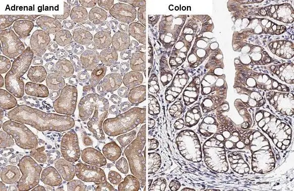 SIGIRR antibody [HL2007]